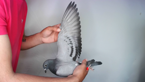 Pigeon image