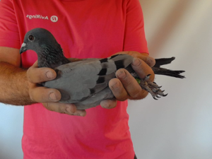 Pigeon image
