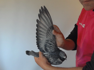 Pigeon image