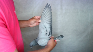 Pigeon image