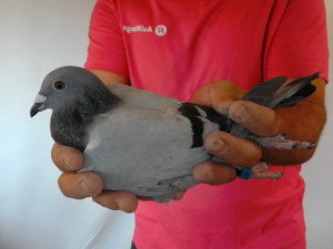 Pigeon image