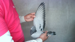 Pigeon image