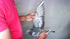 Pigeon image