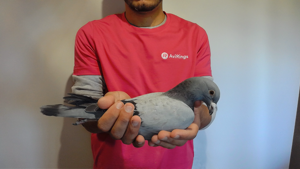 Pigeon image