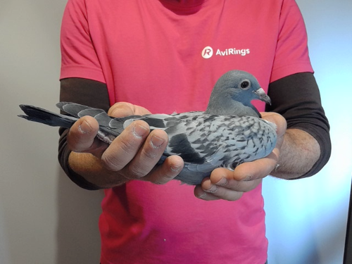 Pigeon image