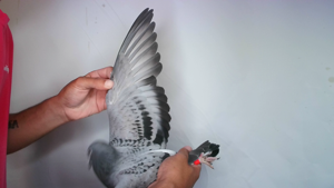 Pigeon image