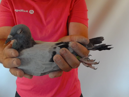 Pigeon image