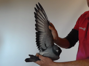 Pigeon image