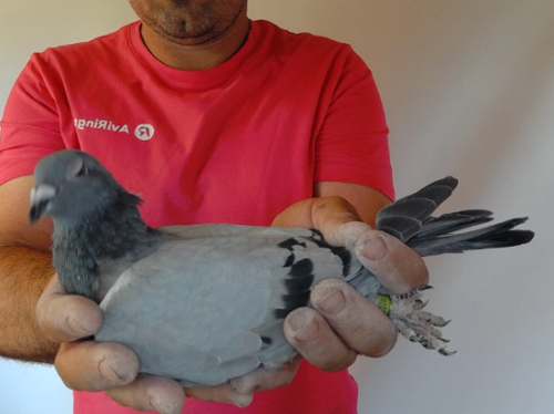Pigeon image