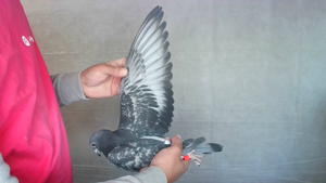 Pigeon image