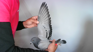 Pigeon image