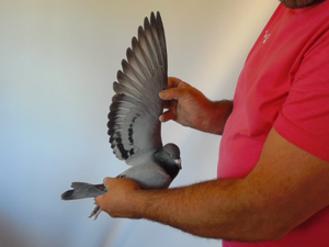 Pigeon image