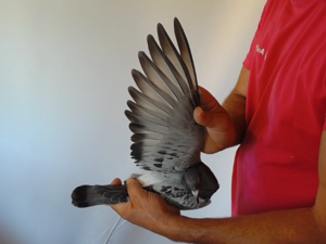 Pigeon image