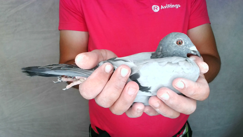 Pigeon image