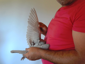 Pigeon image