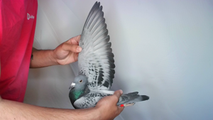 Pigeon image