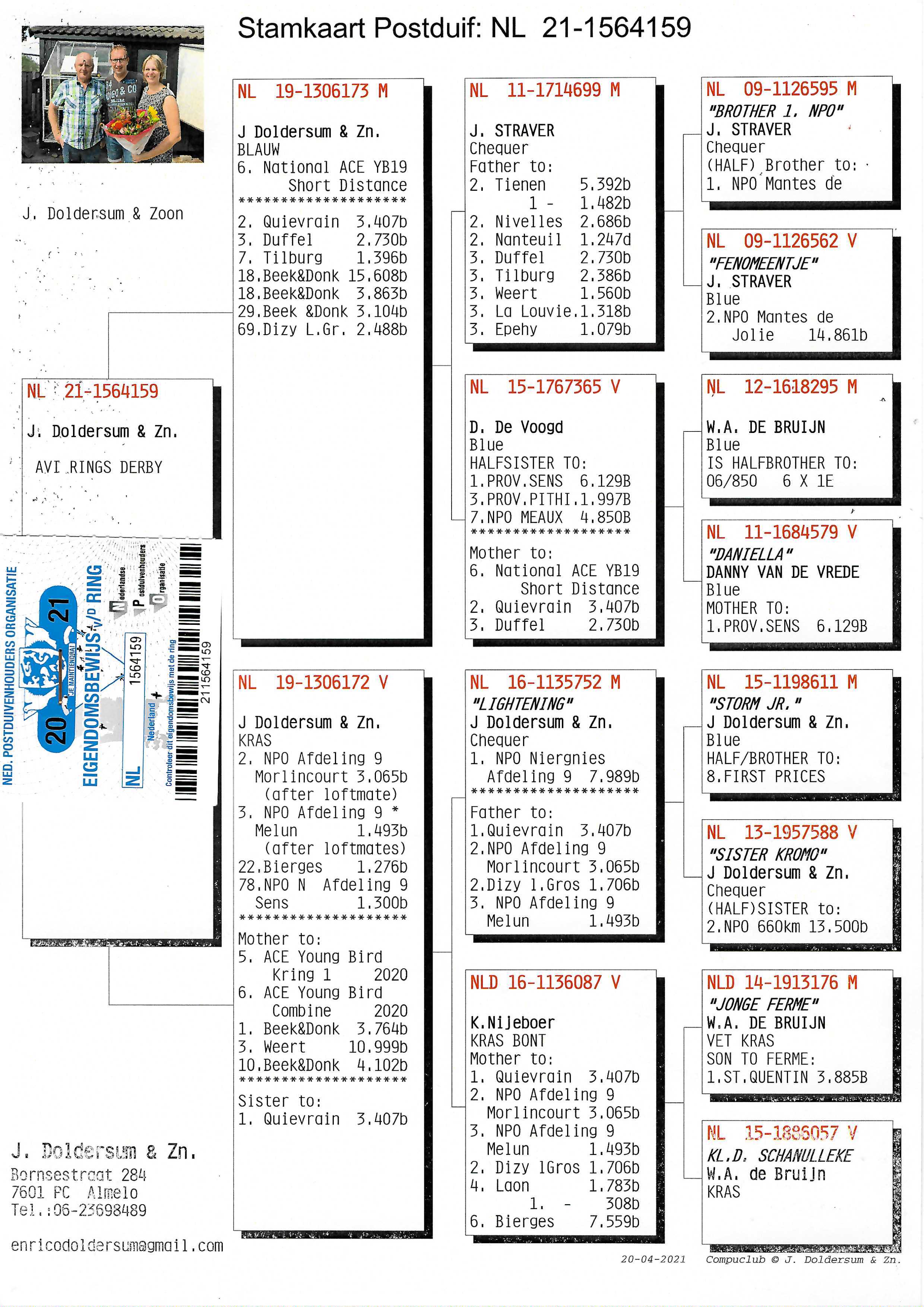 Pigeon pedigree image
