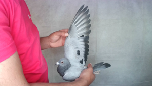 Pigeon image