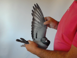 Pigeon image