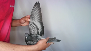 Pigeon image