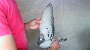 Pigeon image