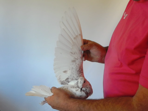 Pigeon image