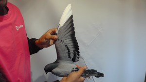 Pigeon image