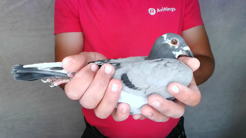 Pigeon image