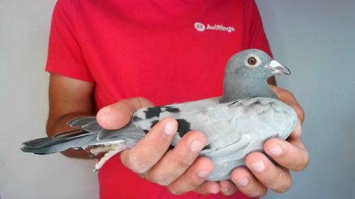Pigeon image