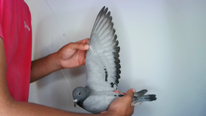 Pigeon image