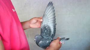 Pigeon image