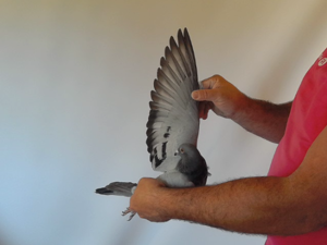 Pigeon image