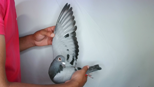 Pigeon image