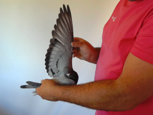 Pigeon image