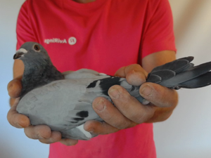 Pigeon image