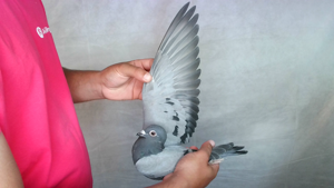 Pigeon image