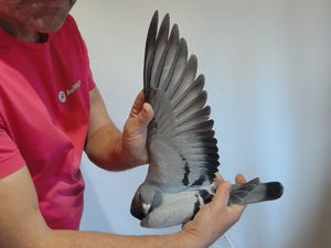 Pigeon image