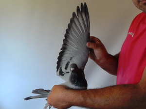 Pigeon image