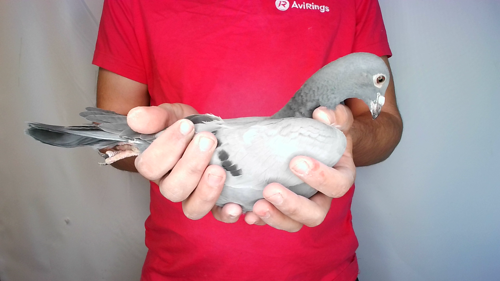 Pigeon image