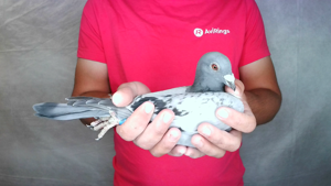 Pigeon image