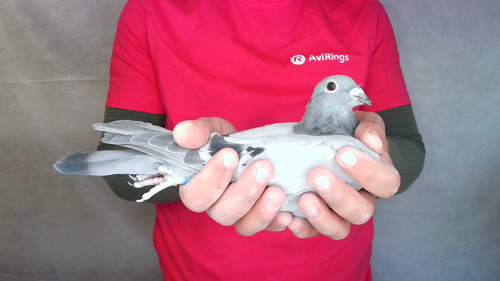 Pigeon image