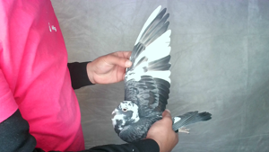 Pigeon image
