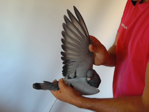 Pigeon image
