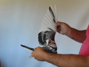 Pigeon image