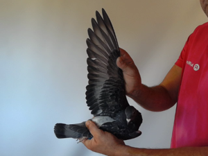 Pigeon image