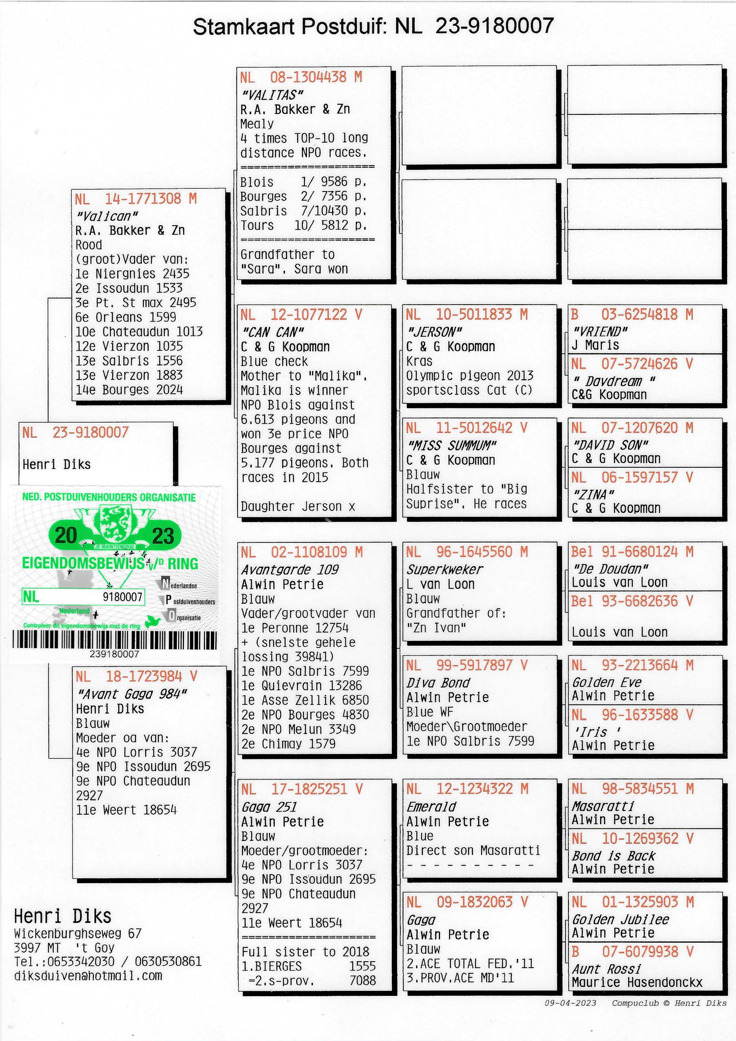 Pigeon pedigree image