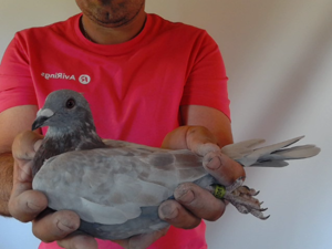 Pigeon image