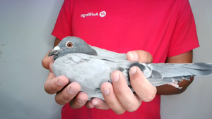 Pigeon image