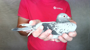 Pigeon image