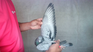 Pigeon image